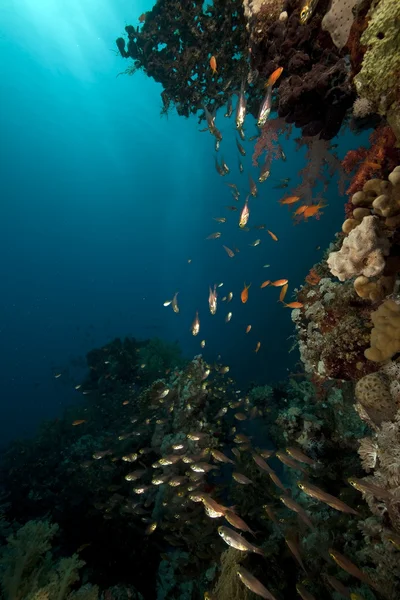 Glassfish 和珊瑚在红海. — 图库照片