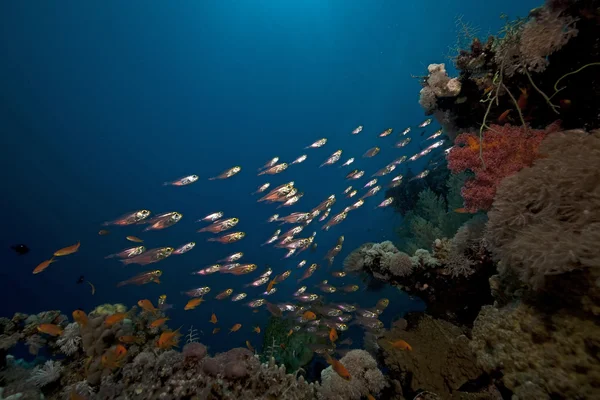 GlassFish a korálů v Rudém moři. — Stock fotografie