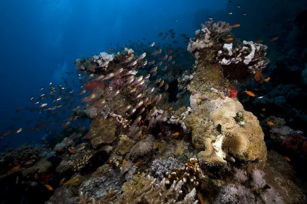 Korall és hal a vörös tengerben. — Stock Fotó