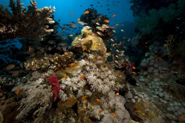 Korallen und Fische im Roten Meer. — Stockfoto