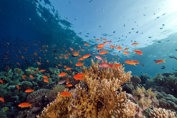 Koraal en vis in de rode zee. — Stockfoto