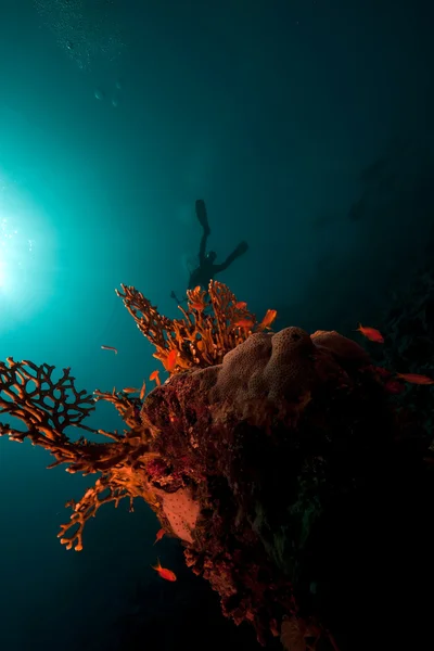Κοράλλια και ψάρια στην κόκκινη θάλασσα. — Φωτογραφία Αρχείου