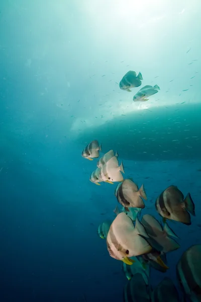 Spadefish над thistlegorm wreck. — 스톡 사진