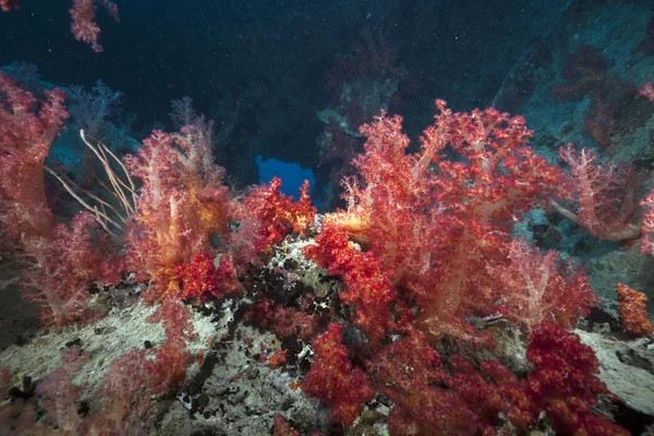 Coral en los restos de Thistlegorm . —  Fotos de Stock