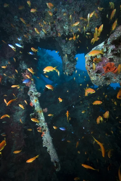 stock image Fish and coral on the Thistlegorm wreck.