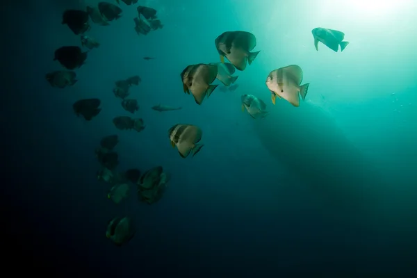Spadefish над thistlegorm wreck. — стокове фото