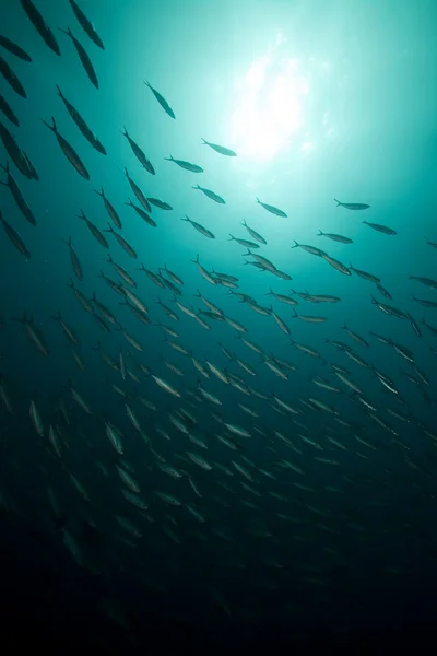 Ωκεανό και ψάρια γύρω από το ναυάγιο thistlegorm. — Stockfoto