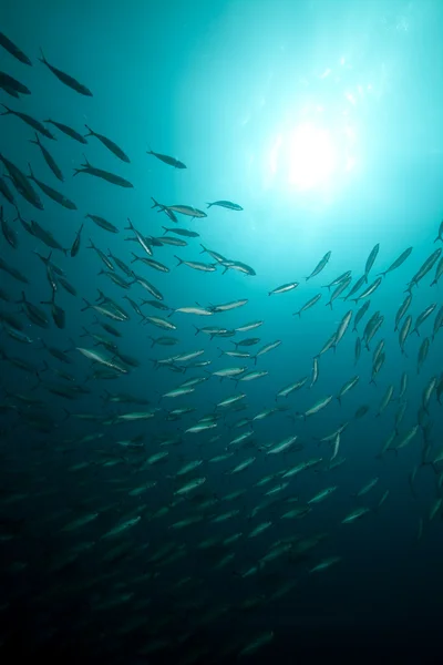 Océano y peces alrededor del naufragio de Thistlegorm . — Foto de Stock