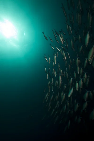 Ozean und Fische rund um das Wrack der Distelorm. — Stockfoto