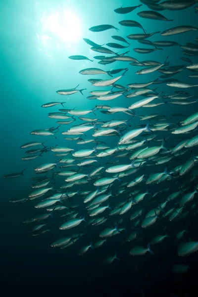 Oceaan en vissen rond het wrak thistlegorm. — Stockfoto