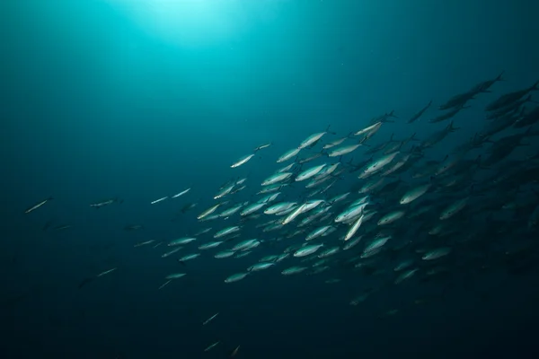 Oceano e pesci intorno al relitto del Thistlegorm . — Foto Stock