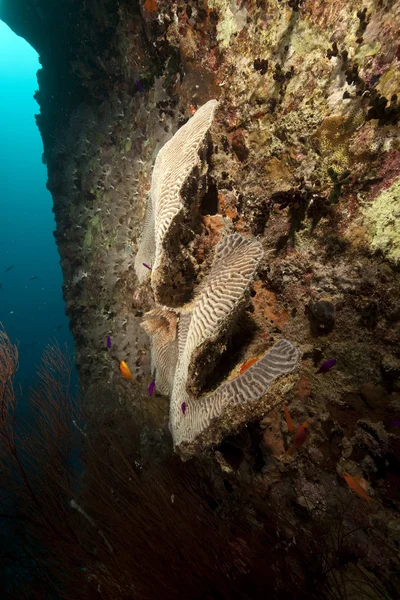 A thistlegorm roncs, korall. — Stock Fotó