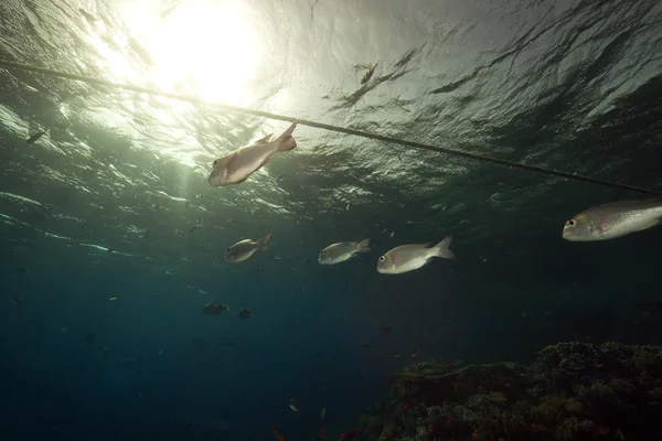 붉은 바다에 사는 산호와 물고기. — 스톡 사진
