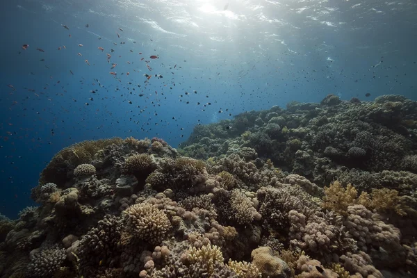 Korall és hal a vörös tengerben. — Stock Fotó