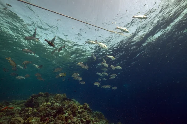 Кораллы и рыба в Красном море. — стоковое фото