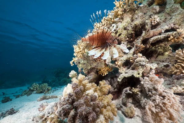 Kızıl denizde mercan ve balık. — Stok fotoğraf