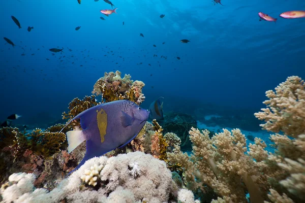 Yellowbar Angelfish in the Red Sea. — Stock Photo, Image