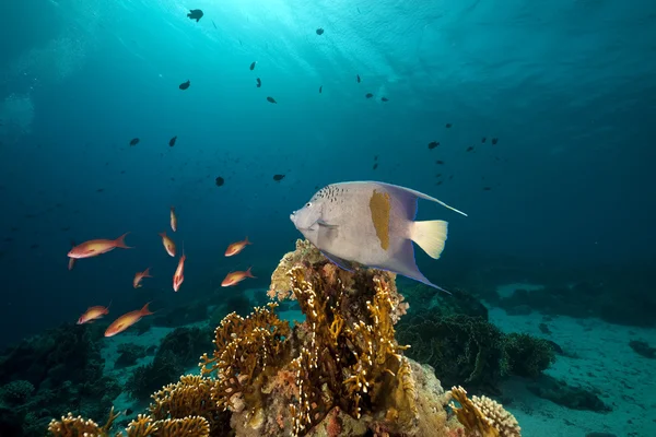 Yellowbar 神仙鱼在红海. — 图库照片