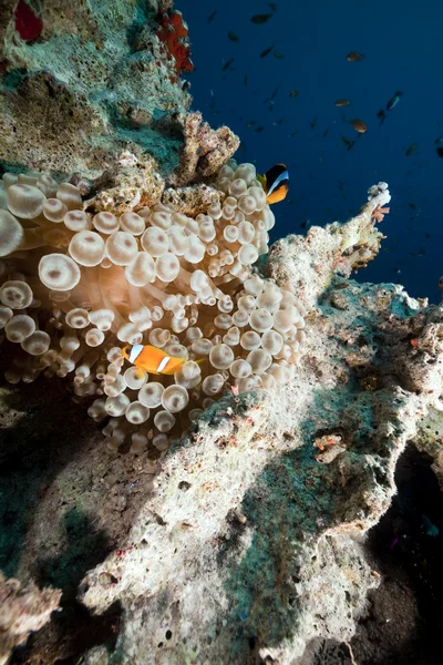 Anemon ve anemonefish kızıl denizi. — Stok fotoğraf