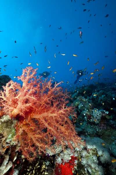 stock image Coral and fish in the Red Sea.