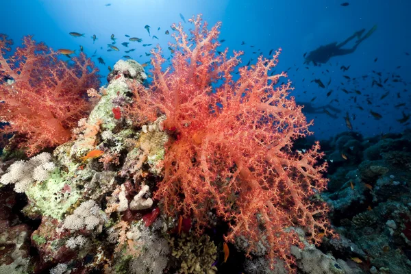 붉은 바다에 사는 산호와 물고기. — 스톡 사진