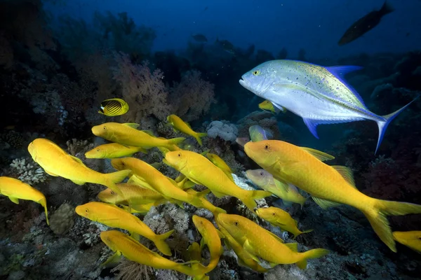Yellowsaddle goatfish v Rudém moři. — Stock fotografie