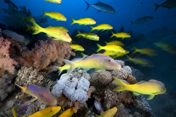 Yellowsaddle goatfish in de rode zee. — Stockfoto