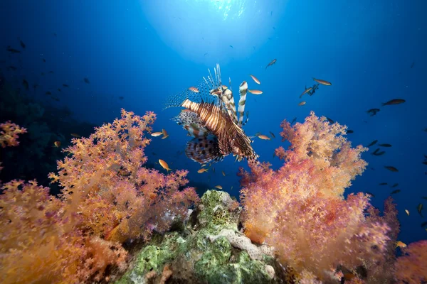 Kızıl denizde mercan ve balık.