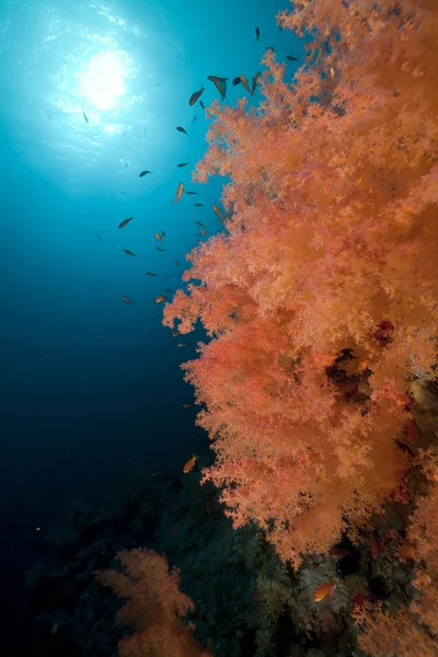 Corail et poissons dans la mer rouge. — Photo