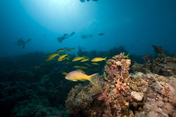 Yellowsaddle mullusfisk i Röda havet. — Stockfoto