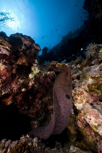 在红海的巨型海鳗. — 图库照片