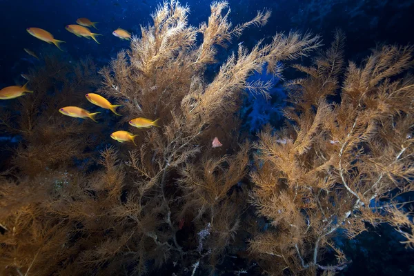 Corail noir ramifié et poissons dans la mer Rouge . — Photo