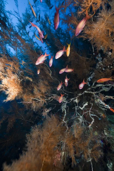 분기 검은 산호와 홍 해에 물고기. — 스톡 사진
