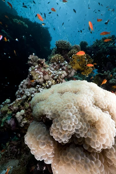 Bubble koraal en vissen in de rode zee. — Stockfoto