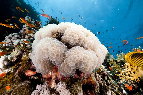 Blasenkorallen und Fische im Roten Meer. — Stockfoto