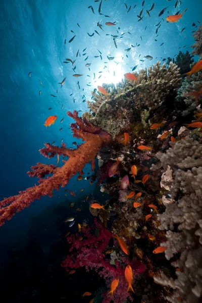 Kızıl denizde mercan ve balık. — Stok fotoğraf