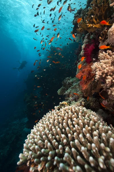 红海中的珊瑚和鱼类. — 图库照片
