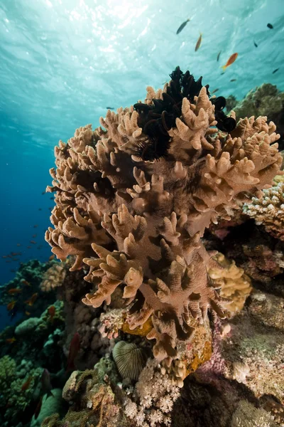 Prst kožený korálů v Rudém moři. — Stock fotografie