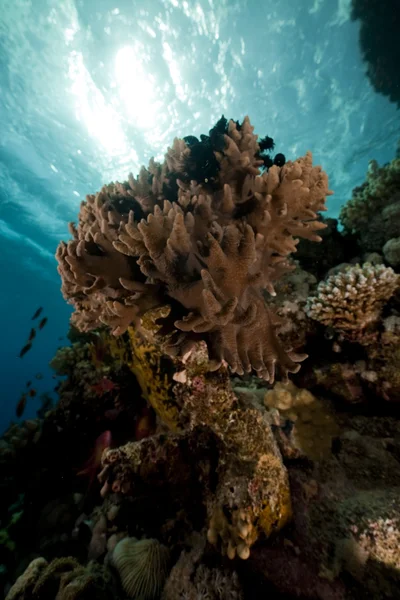 Fingerlederkoralle im Roten Meer. — Stockfoto