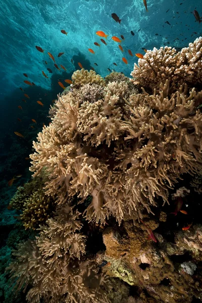 Prst kožený korálů v Rudém moři. — Stock fotografie