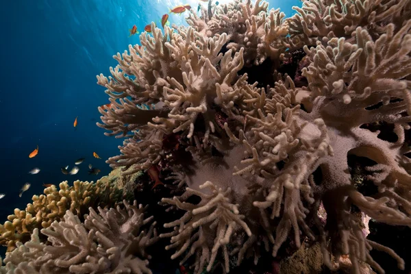Vinger lederen koraal in de rode zee. — Stockfoto