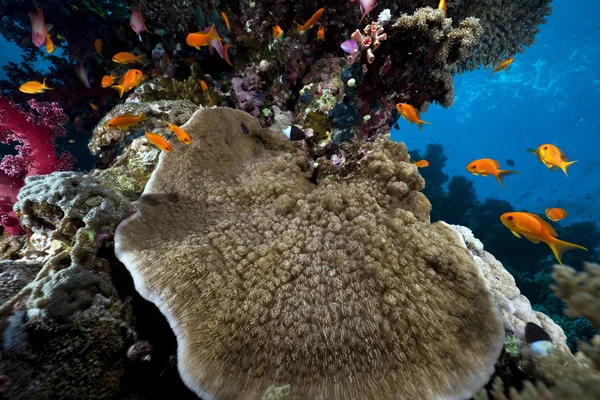 Coral y peces en el mar rojo. — Foto de Stock