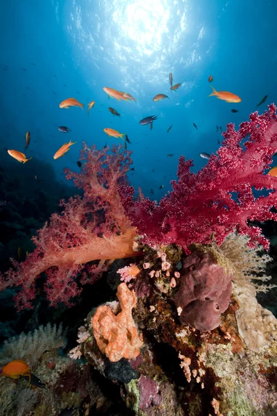 Coral e peixe no mar vermelho. — Fotografia de Stock