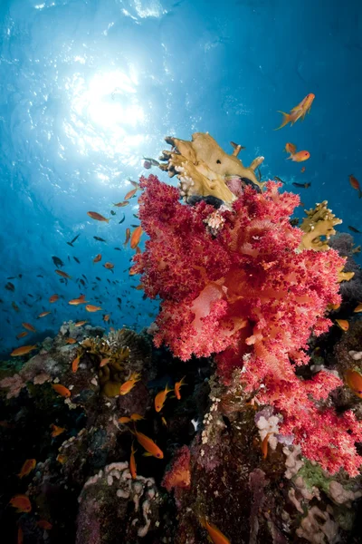 Coral e peixe no mar vermelho. — Fotografia de Stock