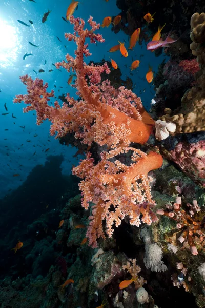 Coral y peces en el mar rojo. —  Fotos de Stock