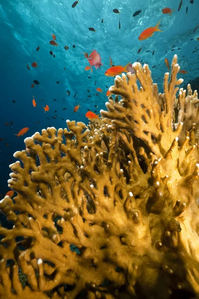 NET ateş coral ve kızıl denizde balık. — Stok fotoğraf