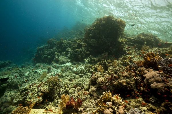 Кораллы и рыба в Красном море. — стоковое фото