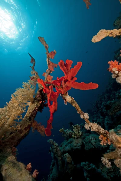 紅海のサンゴと魚. — ストック写真