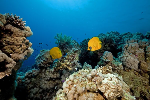 Butterflyfish in the Red Sea. — Stock Photo, Image