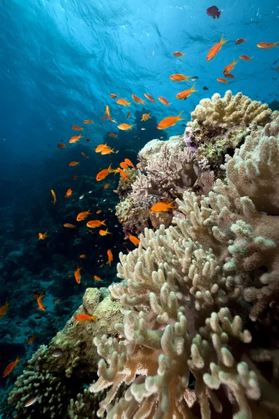 Кораллы и рыба в Красном море. Лицензионные Стоковые Изображения